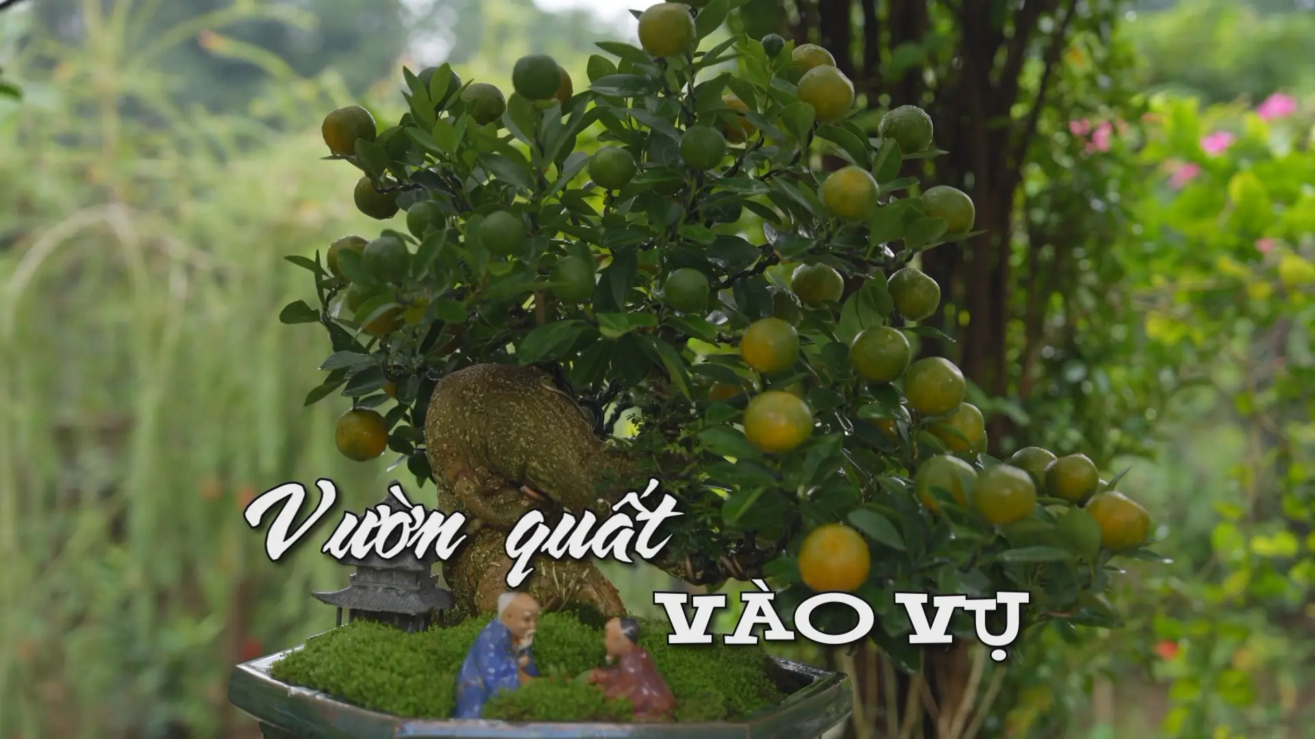 Vườn quất vào vụ | Nhịp sống Hà Nội | 29/12/2025